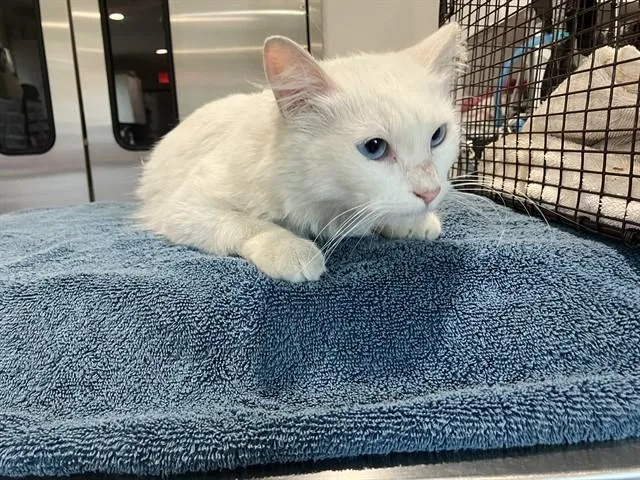 A young medium-sized female Domestic Long Hair cat named Pearl for adoption in Long Beach, CA