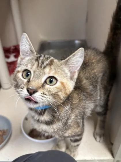 A baby medium-sized female Domestic Short Hair cat named Dorinda I AM for adoption in East Brookfield, MA