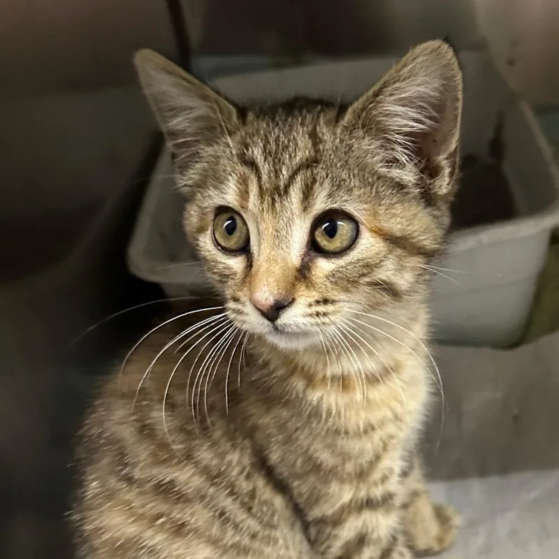 A baby small-sized female Domestic Short Hair cat named Dolly for adoption in Corbin, KY