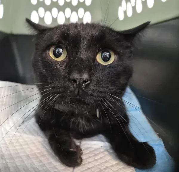 An adult medium-sized male Domestic Short Hair cat named Walton for adoption in New York, NY