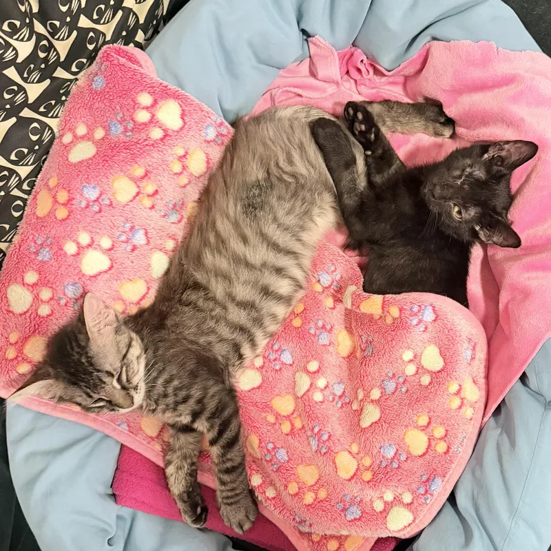 A baby medium-sized male Domestic Medium Hair cat named Grover And Crumb for adoption in New york, NY