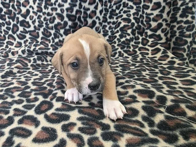 A baby small-sized female Pit Bull Terrier dog named Courtney for adoption in Lancaster, CA