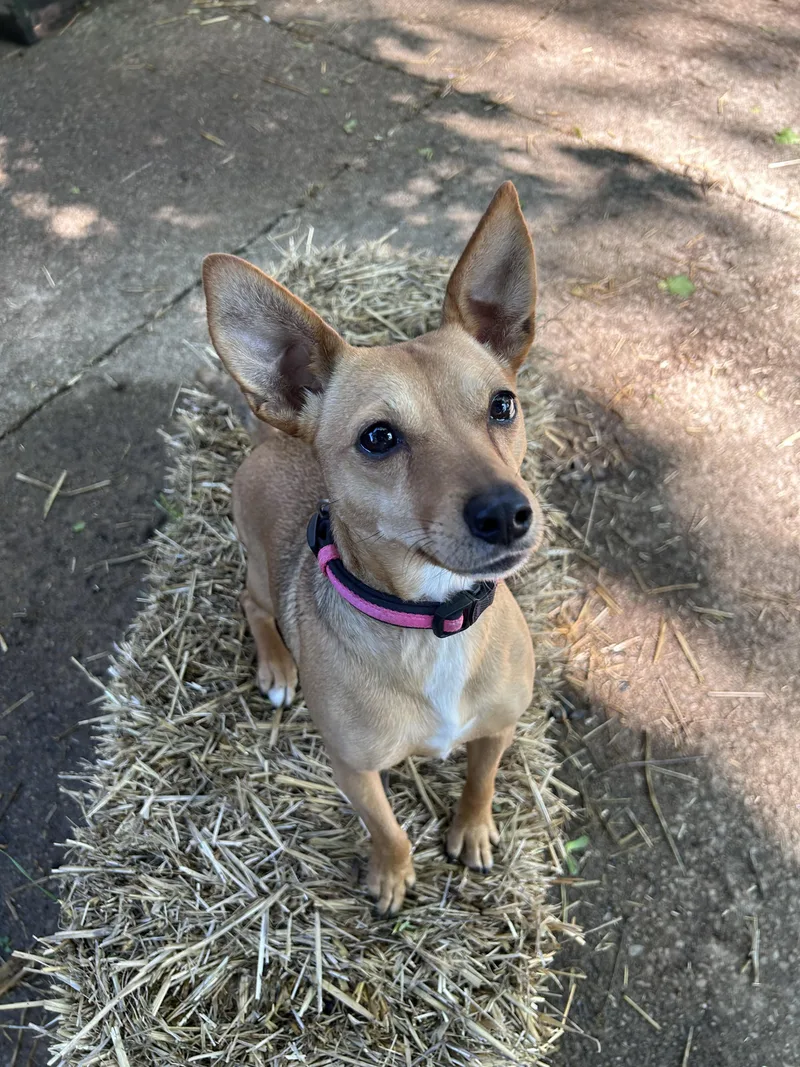 An adult small-sized female Brown / Chocolate Chihuahua dog named Coco for adoption in Akron, OH