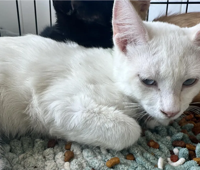 A baby small-sized male White Domestic Short Hair cat named Sugar for adoption in La Jolla, CA