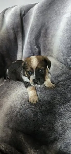 A baby medium-sized male Tricolor (Brown, Black, & White) Labrador Retriever dog named Bruce for adoption in Wichita Falls, TX