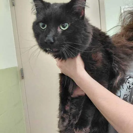 An adult large-sized male Black Domestic Short Hair cat named Walter for adoption in Perkiomenville, PA