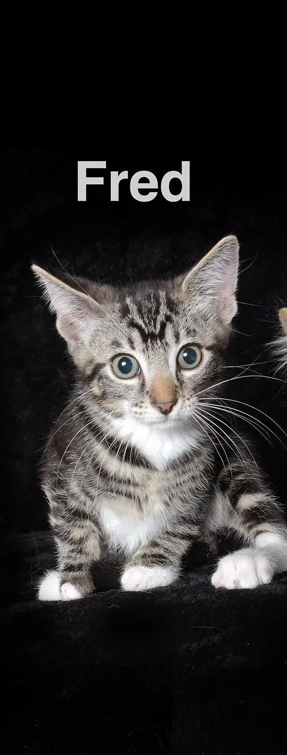 A baby medium-sized male Tabby (Gray / Blue / Silver) Domestic Short Hair cat named Fred for adoption in Van Nuys, CA