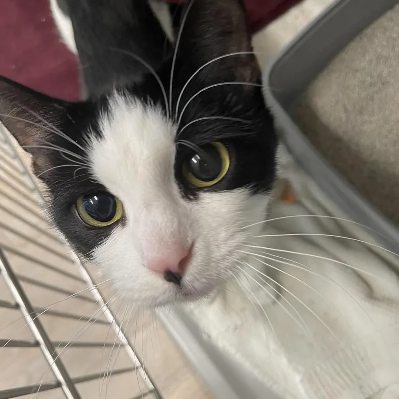 An adult medium-sized female White Domestic Short Hair cat named Cj for adoption in Saint Charles, MO
