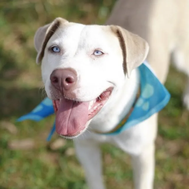A young medium-sized female Labrador Retriever dog named Eleanor for adoption in San Antonio, TX
