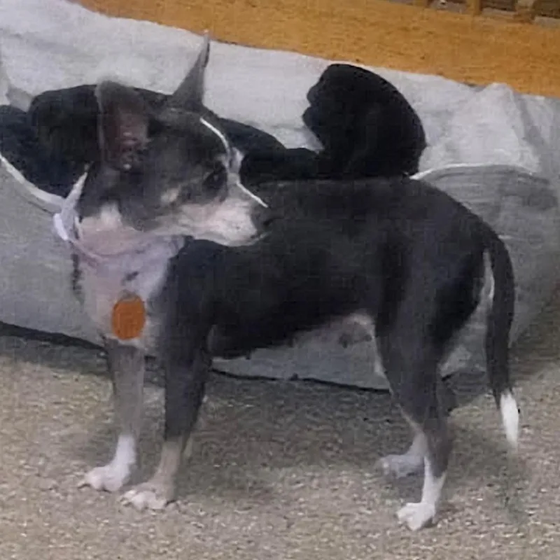 Bella