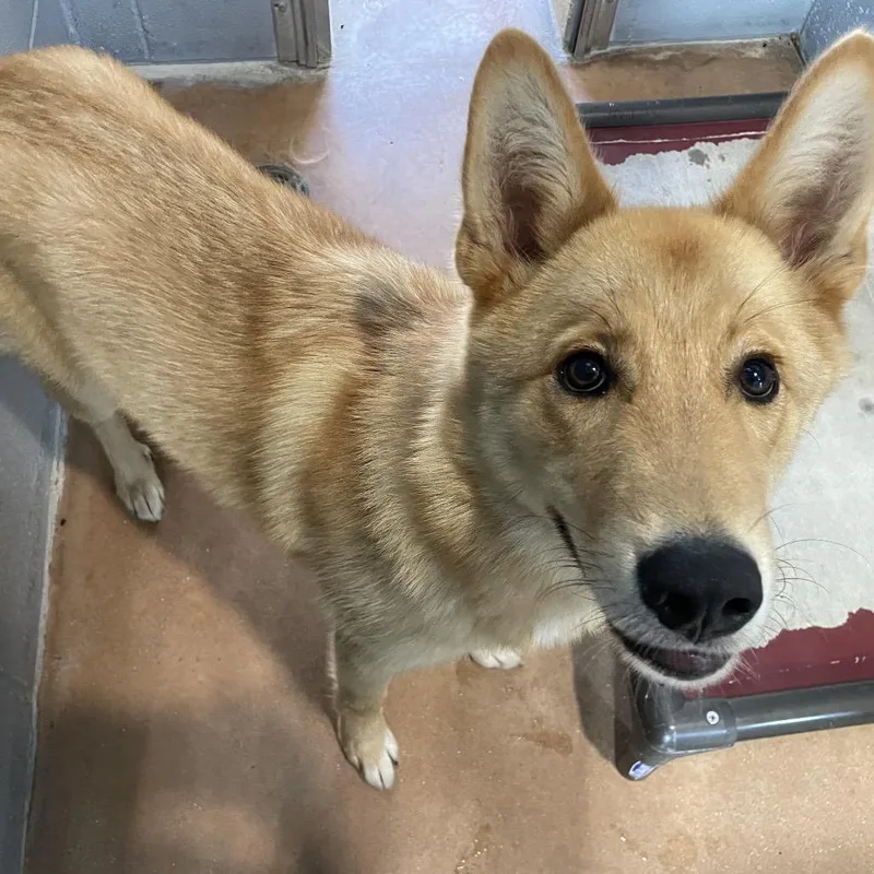 A young medium-sized female Brown / Chocolate German Shepherd Dog dog named Girlie for adoption in Kyle, TX