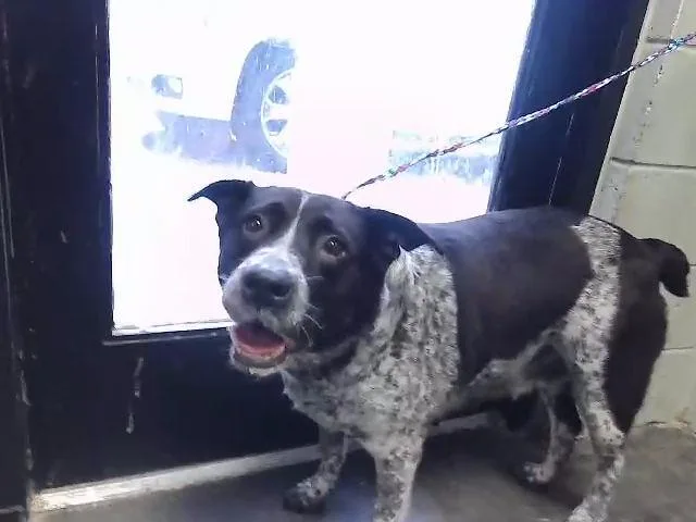 An adult large-sized female Australian Cattle Dog / Blue Heeler dog named Nova for adoption in Tulsa, OK