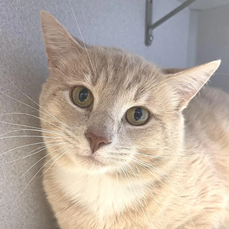 An adult large-sized male Buff / Tan / Fawn Domestic Short Hair cat named Pickles for adoption in Pittsburgh, PA