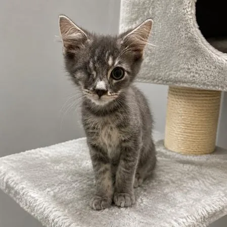 A baby small-sized male Gray / Blue / Silver Domestic Medium Hair cat named Minion for adoption in Antioch, CA