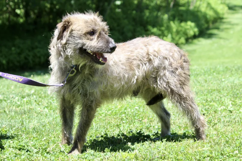 An adult medium-sized male Yellow / Tan / Blond / Fawn Mixed Breed dog named Athos for adoption in Brazil, IN