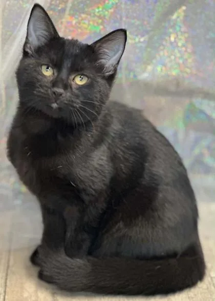 An adult small-sized female Domestic Short Hair cat named Twister for adoption in Shreveport, LA
