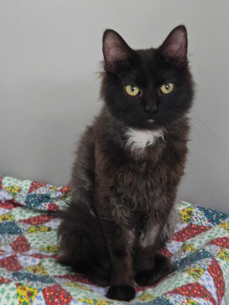 A young large-sized male Domestic Short Hair cat named Shark for adoption in Viroqua, WI