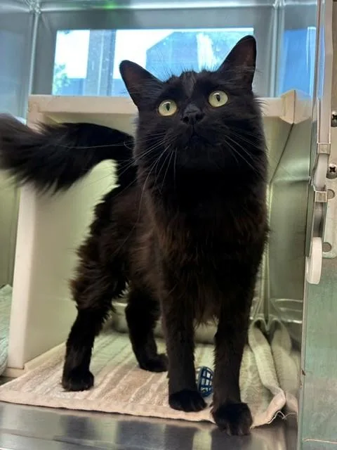 An adult large-sized female Domestic Long Hair cat named Nikkia for adoption in Brighton, CO