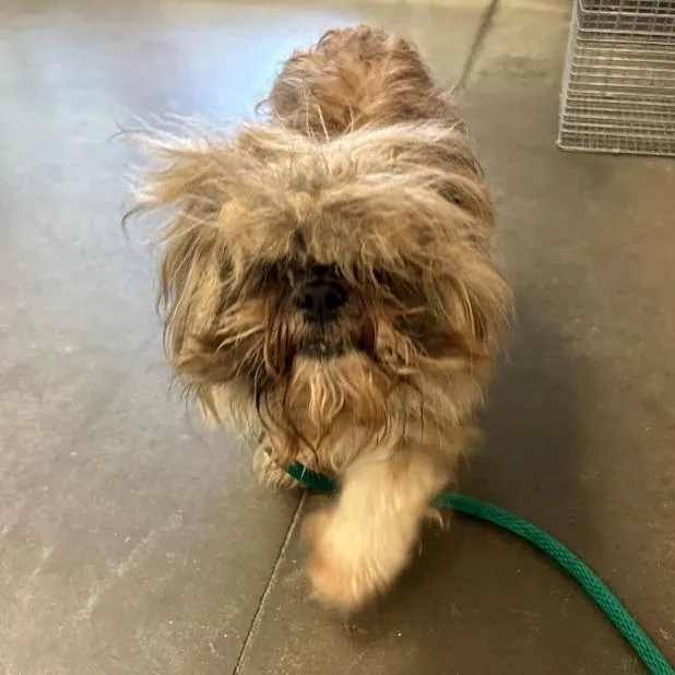 A senior small-sized male Yellow / Tan / Blond / Fawn Mixed Breed dog named Bruno for adoption in Pittsburgh, PA