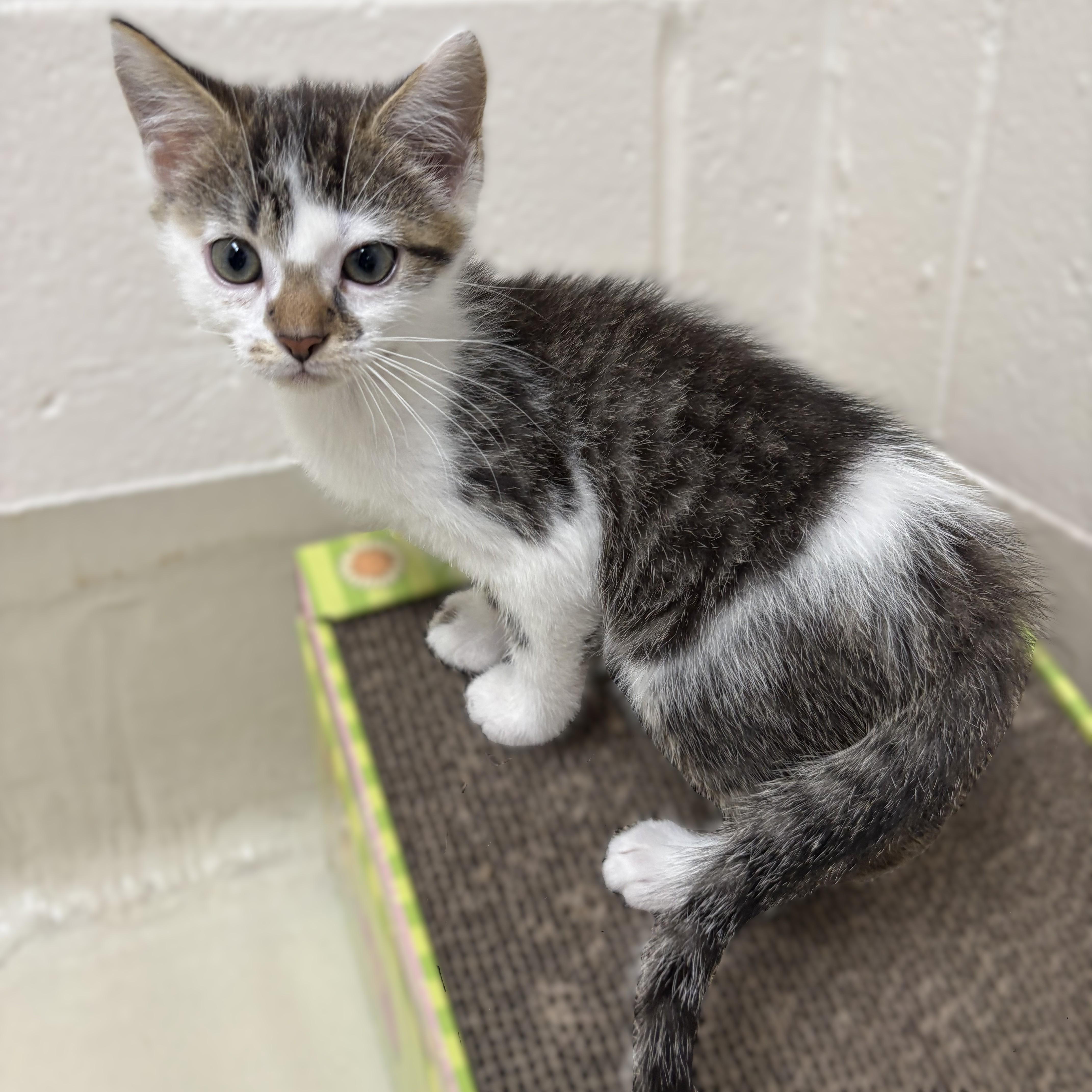 A baby medium-sized male Tabby (Brown / Chocolate) Domestic Short Hair cat named Luke for adoption in Columbia, MD