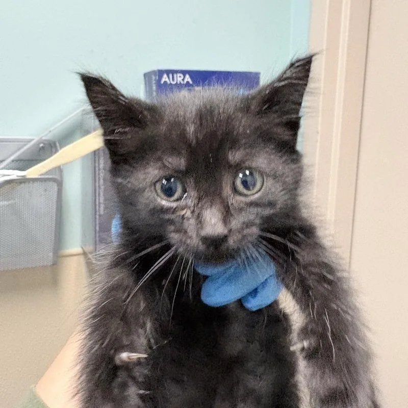 A baby small-sized female Black Domestic Short Hair cat named Soot for adoption in Tacoma, WA