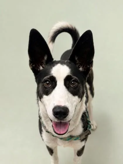 An adult medium-sized female Shepherd dog named Opal for adoption in Gulfport, MS