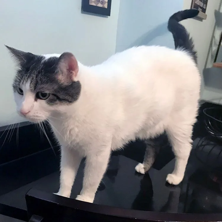 Sebastian thumbnail 2