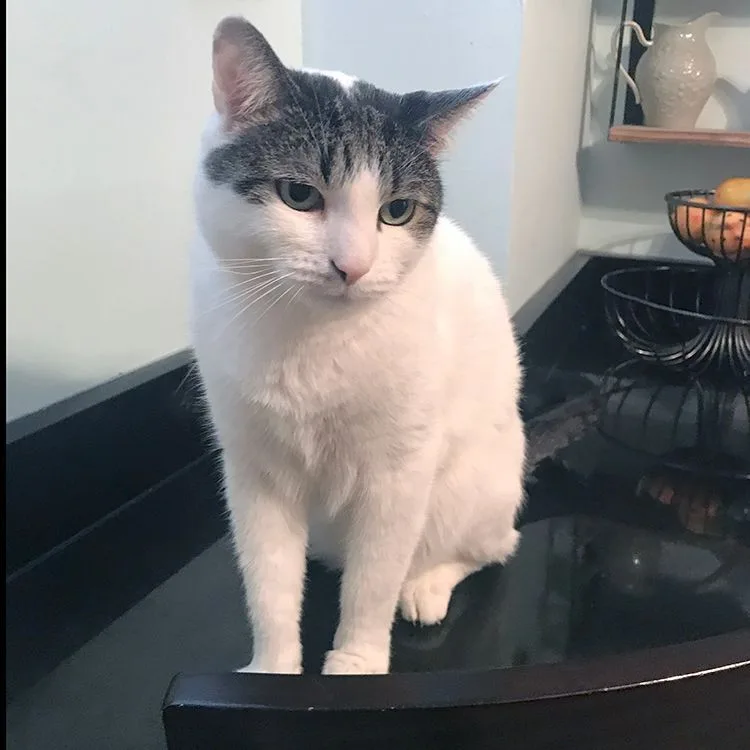 Sebastian thumbnail 4