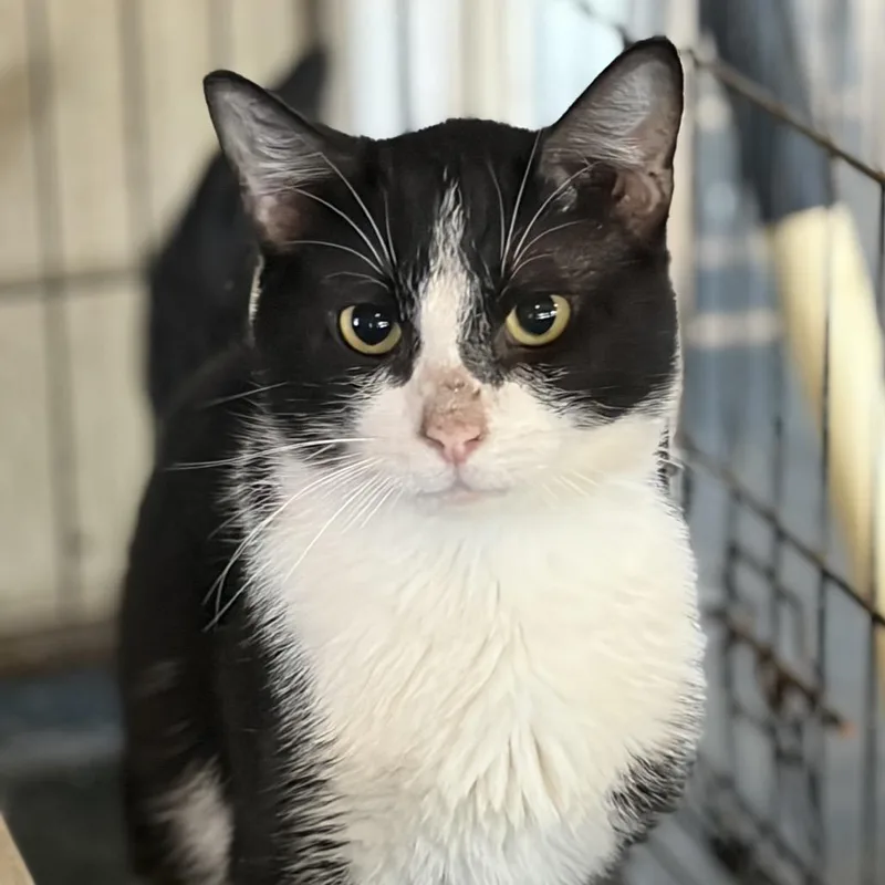 An adult small-sized male Black Domestic Short Hair cat named Gilligan for adoption in Inwood, WV