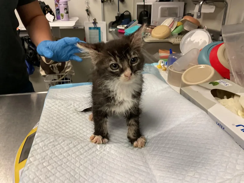 A baby small-sized female Domestic Medium Hair cat named Kamilah for adoption in Ontario, CA