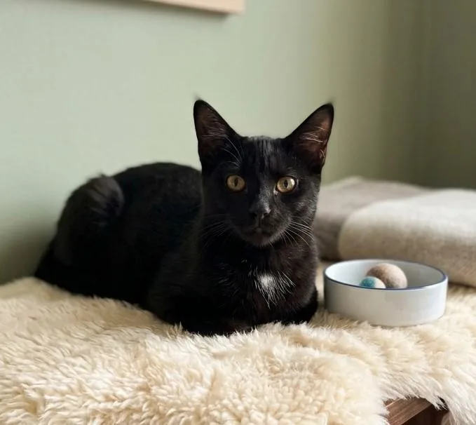 A baby medium-sized female Black Domestic Short Hair cat named Ebony for adoption in Boca Raton, FL