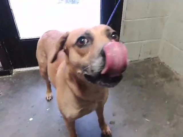An adult medium-sized female Pit Bull Terrier dog named Nola for adoption in Tulsa, OK