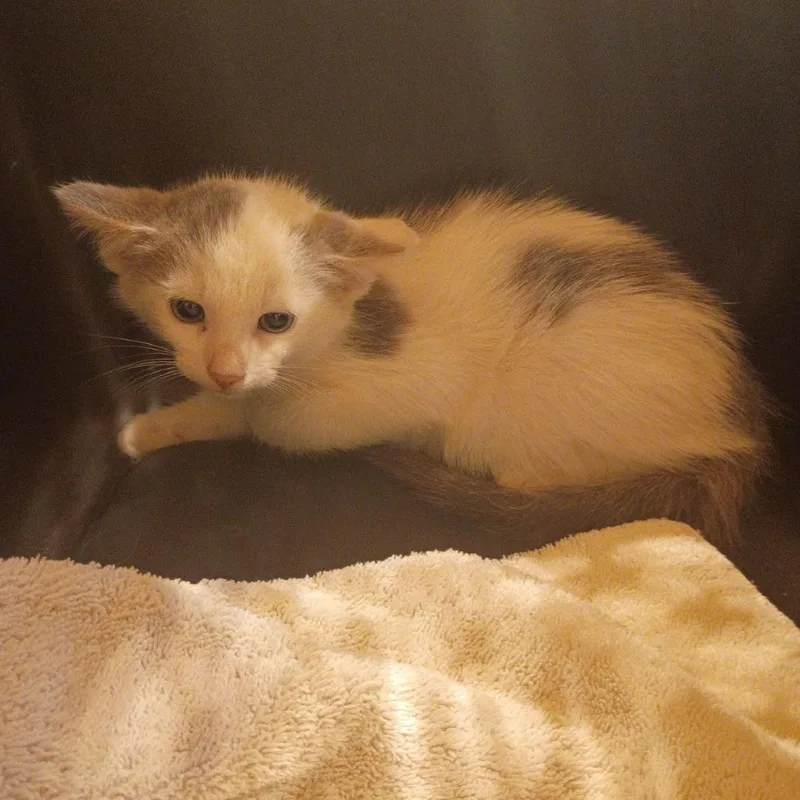 A baby small-sized male Gray / Blue / Silver Domestic Short Hair cat named Huddle House for adoption in Lynchburg, VA