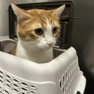 An adult large-sized male Tabby (Orange / Red) Domestic Short Hair cat named Phil for adoption in Rochester, MN