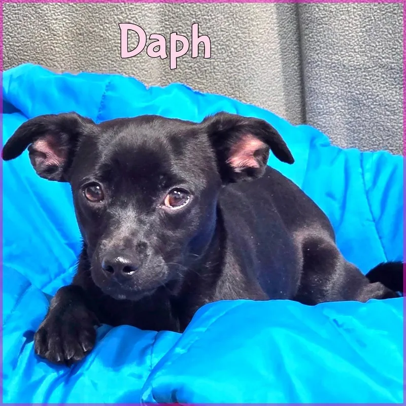 A young small-sized female Black Mixed Breed dog named Daph for adoption in Joliet, IL