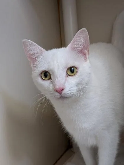 An adult medium-sized female Domestic Short Hair cat named Zima for adoption in Fairfax, VA