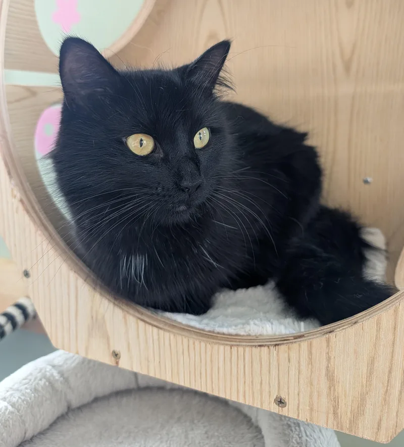 A young medium-sized female Domestic Long Hair cat named Shuri for adoption in Brockport, NY