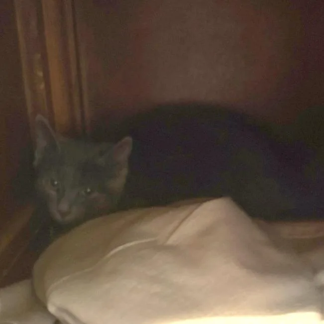 A baby small-sized female Gray / Blue / Silver Domestic Short Hair cat named Muller for adoption in Charlottesville, VA