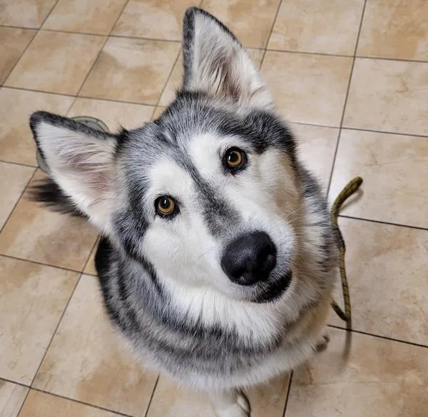 An adult large-sized female Alaskan Malamute dog named Sadie for adoption in Troutdale, OR