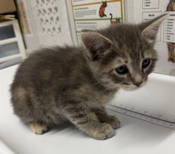 A baby medium-sized female Domestic Short Hair cat named Melanie for adoption in Escondido, CA