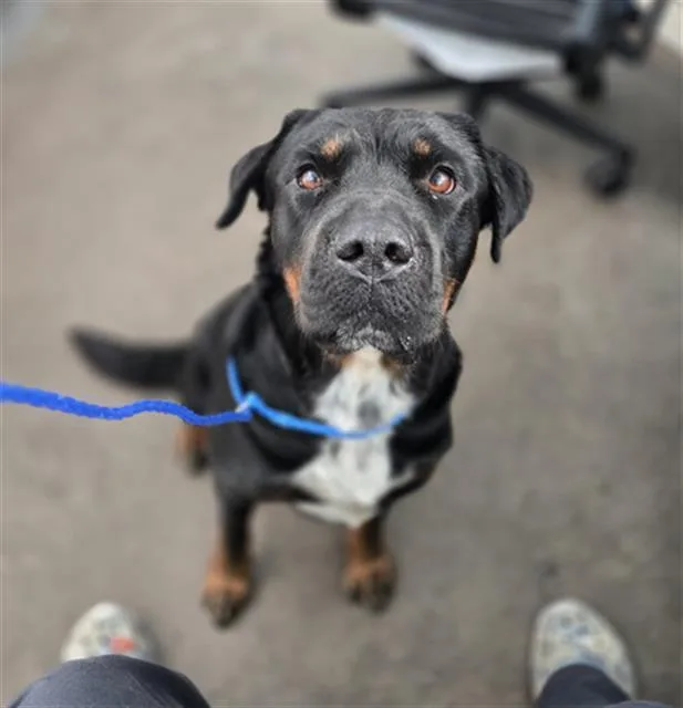 A young large-sized female Mixed Breed dog named Sweet Pea for adoption in Dallas, TX