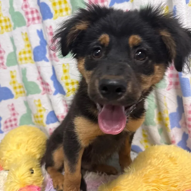 A baby medium-sized male Black Mixed Breed dog named Fuz for adoption in LOXAHATCHEE, FL