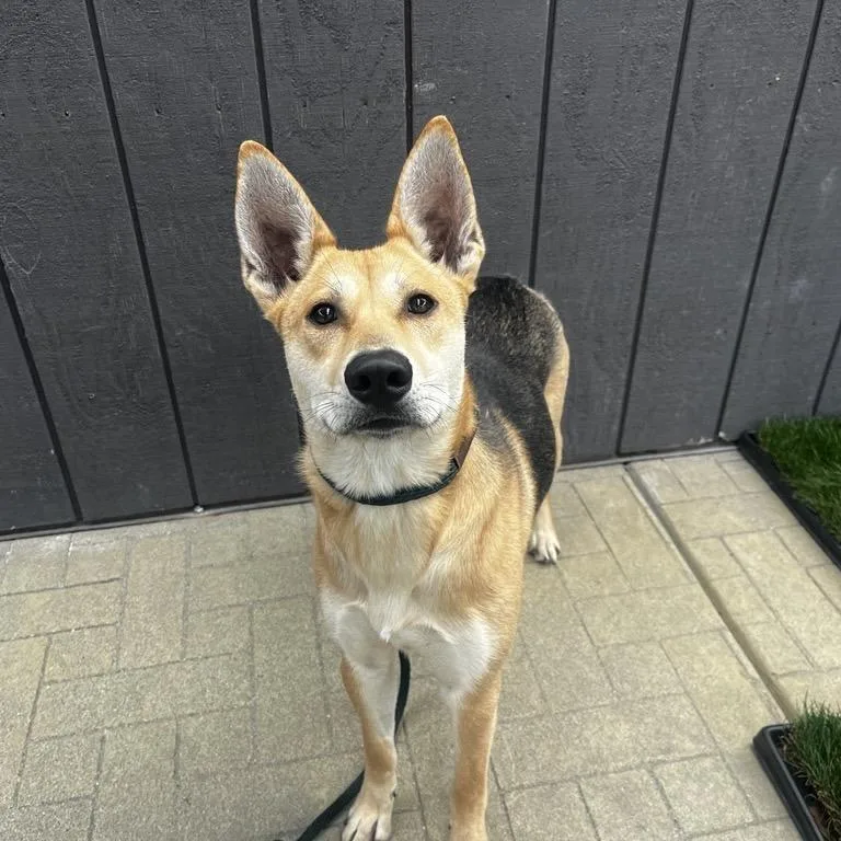 An adult medium-sized female Shepherd dog named Gladys for adoption in Los Angeles, CA