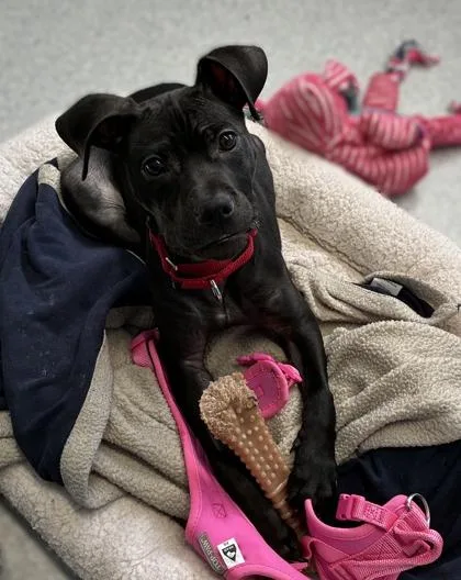 A young medium-sized female Pit Bull Terrier dog named Rana for adoption in Seattle, WA