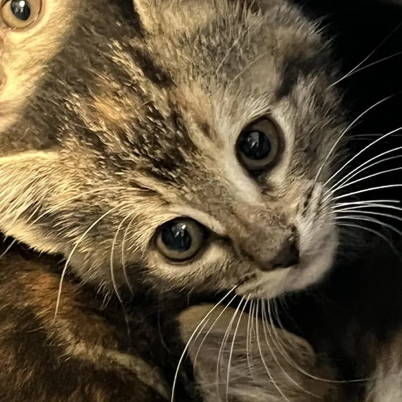 A baby small-sized female Torbie Domestic Short Hair cat named Miss Peacock for adoption in Greensboro, NC