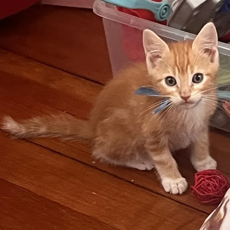 A baby small-sized male Orange / Red Domestic Short Hair cat named Sunkist for adoption in Buffalo, MN