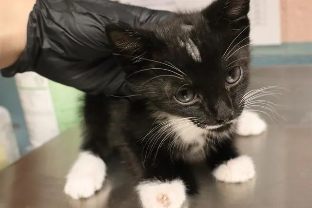 A baby small-sized male Domestic Short Hair cat named Max for adoption in Columbia, SC