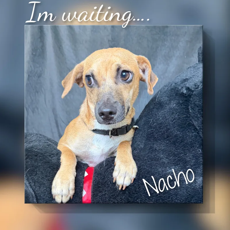 A young small-sized male Yellow / Tan / Blond / Fawn Mixed Breed dog named Nacho for adoption in Fredericksburg, VA