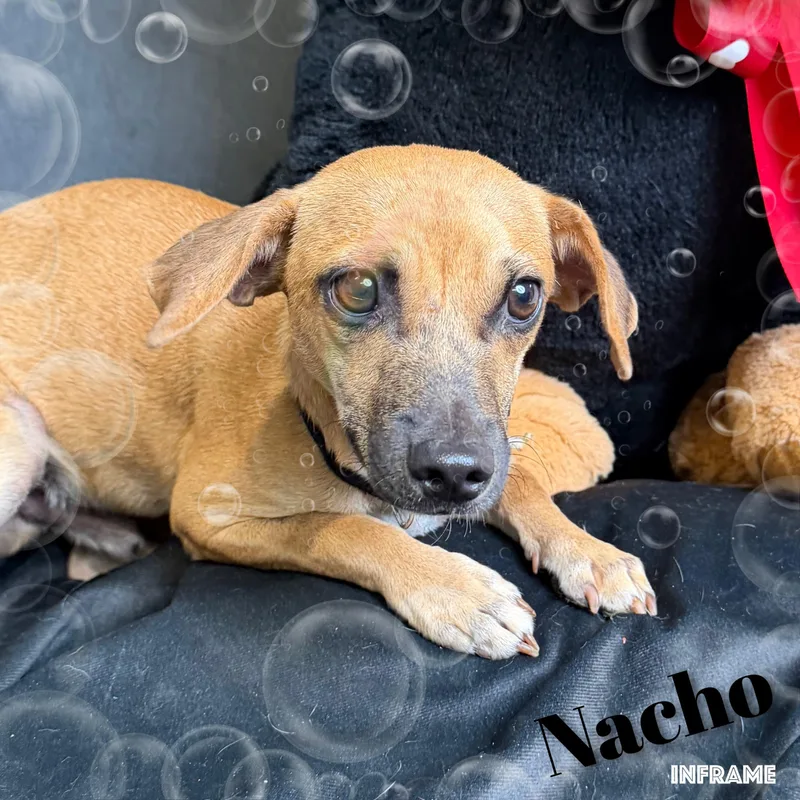 Nacho thumbnail 2