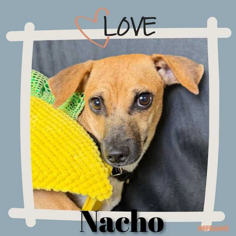 Nacho thumbnail 3